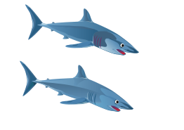 Blue Shark