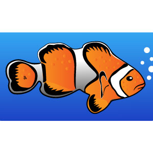 Clownfish Vector