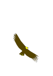 Condor Colombiano