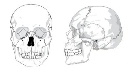 Human Skull No Text No Color clip art