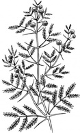 Acacia clip art