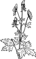 Aconite clip art