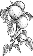 Apricot clip art