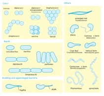 Bacterial Morphology Diagram clip art