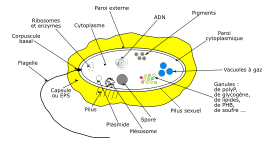 Bacterie