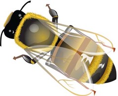 Bee 18