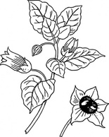 Belladonna clip art