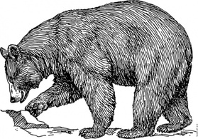 Black Bear clip art