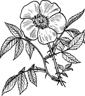 Black Outline Plants Flower White Flowers Rose Plant Eglantine