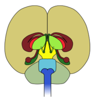 Brain Front View