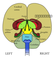 Brain Front View