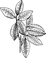 Coca Plant clip art