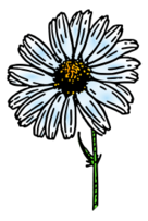 Colored Daisy 1