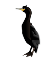 Cormorant