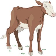 Cow 5