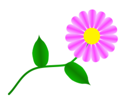 Daisy Fuchsia