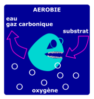 Dégradation Aérobie