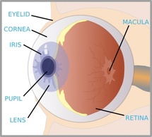 Eye With Labels clip art