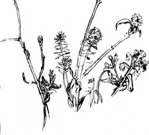 Forest_plants2004 clip art