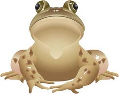 Frog 12