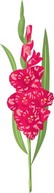 Gladiolus Flower 2