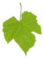 Grape Leaf