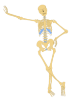 Human Skeleton(Outline)