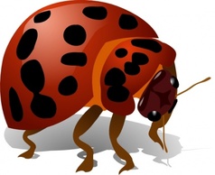 Lady Bug clip art