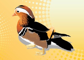 Mandarin Duck Vector