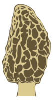 Morel Mushroom