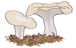 Mushroom Boletus edulis