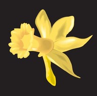 Narcis Flower 11