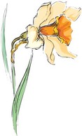 Narcis Flower 13