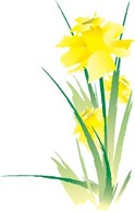 Narcis Flower 14