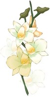 Narcis Flower 6