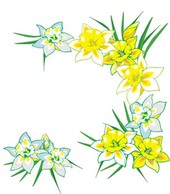 Narcis Flower 9