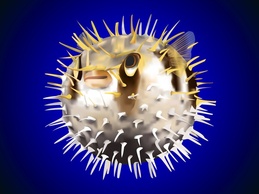 Puffer Fish Vector