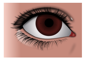 Realistic Brown Eye