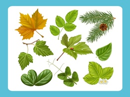 Realistic Leaf Vectors