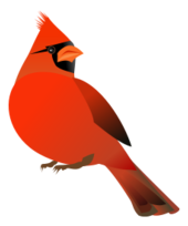 Red Cardinal