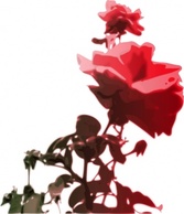 Red Flower Rose Color Vegetable Nature Roses
