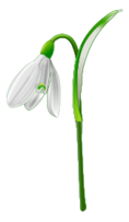 Snowdrop (Galanthus nivalis)