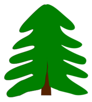 Spruce