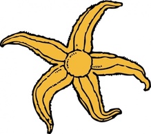 Starfish clip art