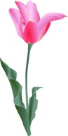 Tulip clip art