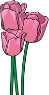 Tulip Flower 1
