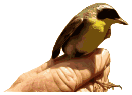 Yellowthroat Bird